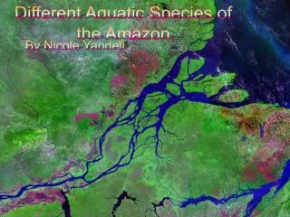 Different Aquatic Species of the Amazon