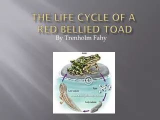 The Life Cycle of a Red Bellied Toad