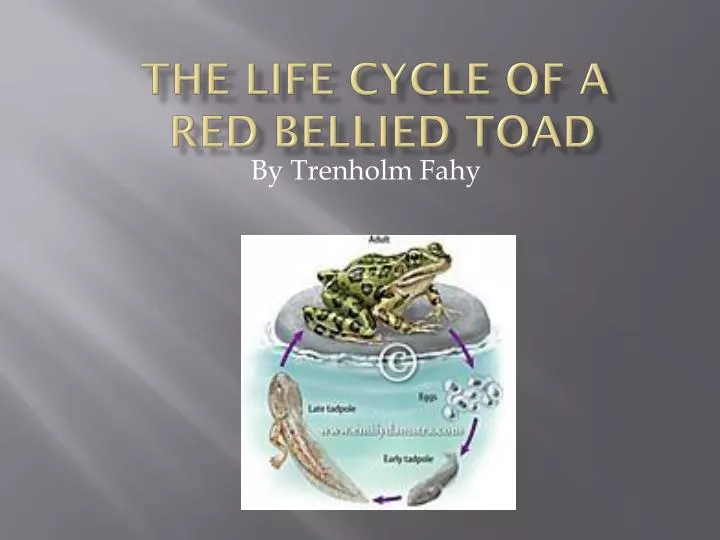 the life cycle of a red bellied toad