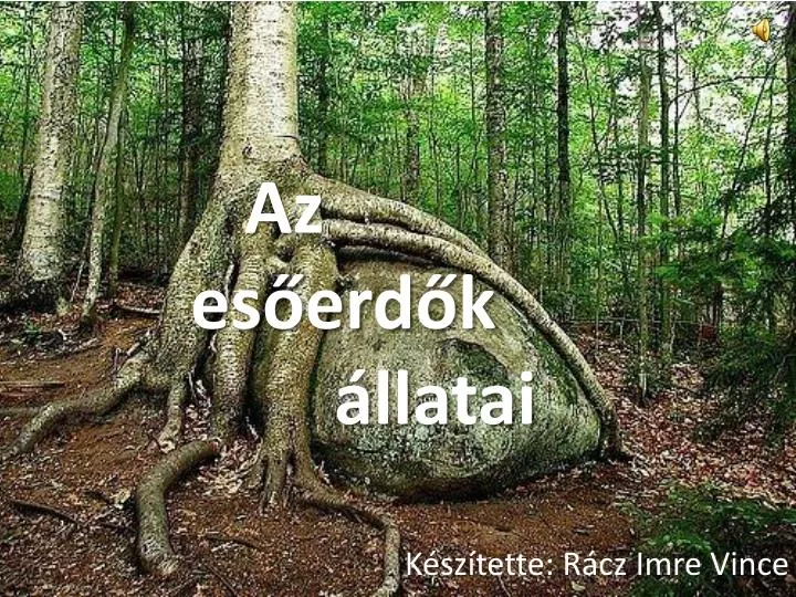 az es erd k llatai