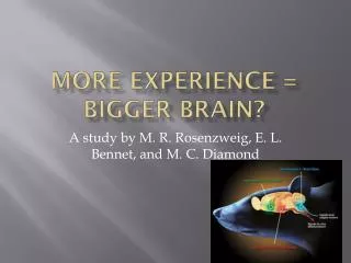 More Experience = Bigger Brain?