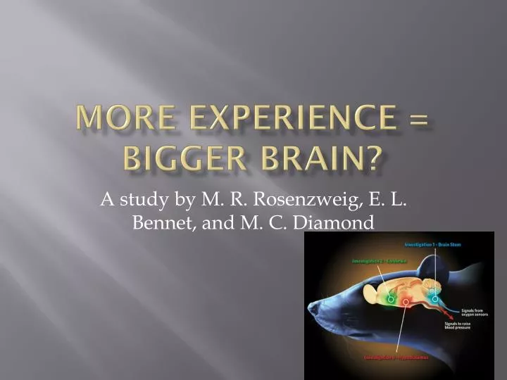 more experience bigger brain