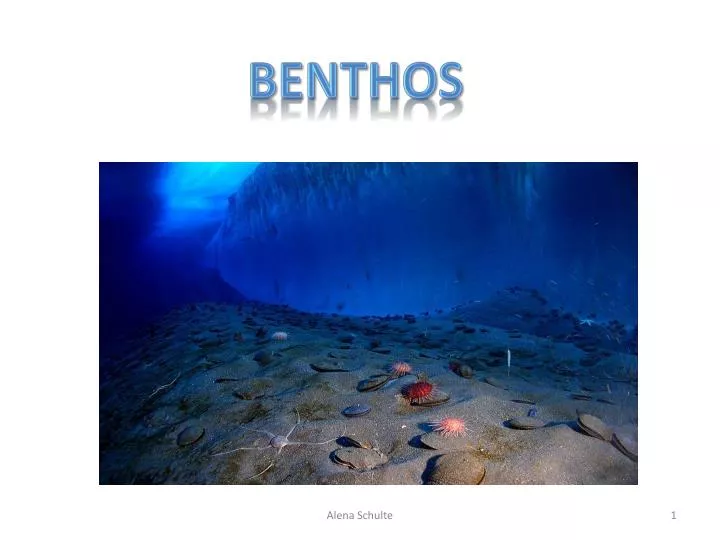 benthos