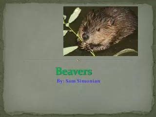 beavers