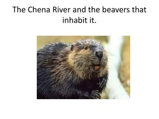 The Chena River and the beavers that inhabit it.