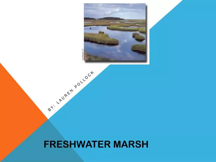 freshwater marsh