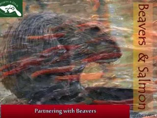 Partnering with Beavers