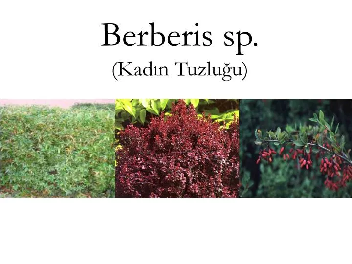 berberis sp kad n tuzlu u