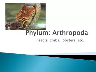 Phylum: Arthropoda