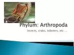 Phylum: Arthropoda - slide 1