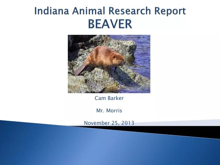 indiana animal research report beaver