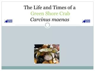 The Life and Times of a Green S hore C rab Carcinus m aenas