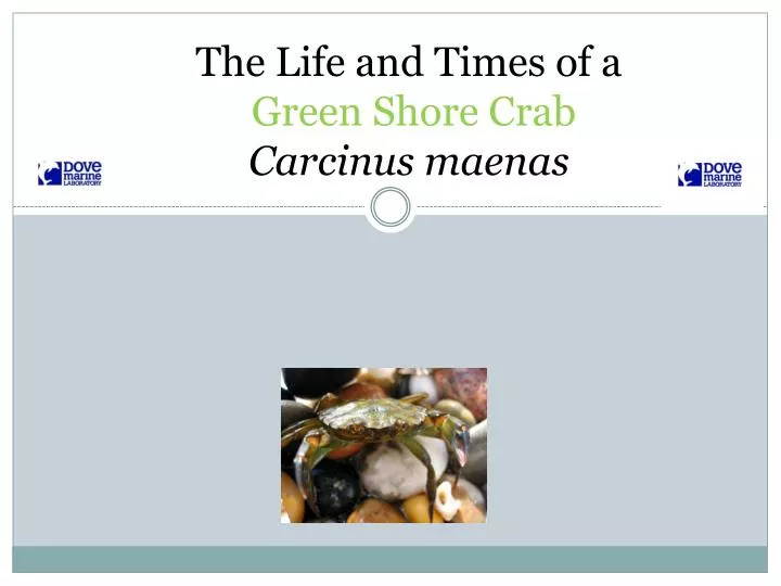 the life and times of a green s hore c rab carcinus m aenas