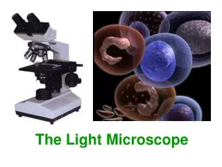 The Light Microscope