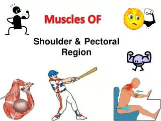 Shoulder &amp; Pectoral Region