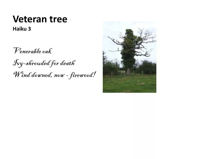 veteran tree haiku 3