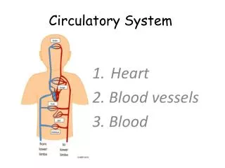 Circulatory System