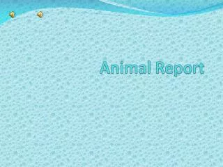 A nimal Report