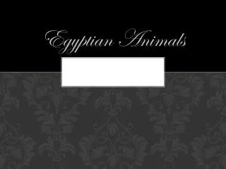 Egyptian Animals