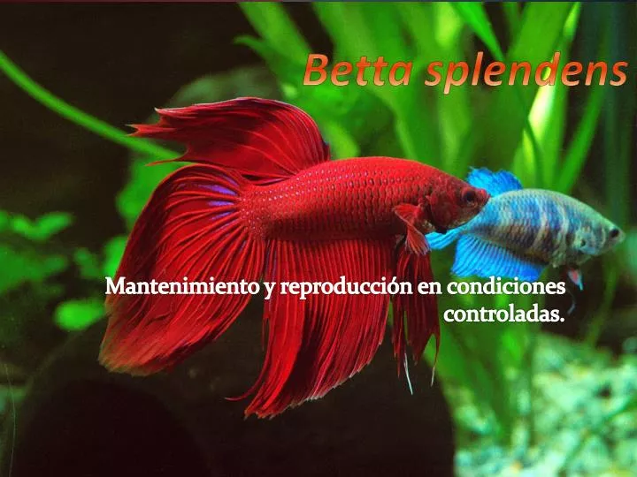 betta splendens