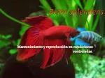 Betta splendens - slide 1