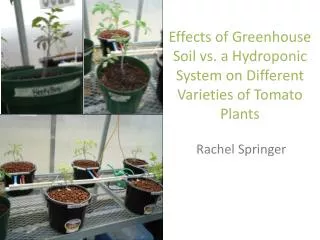 Effects of Greenhouse Soil vs. a Hydroponic System on Different Varieties of Tomato Plants