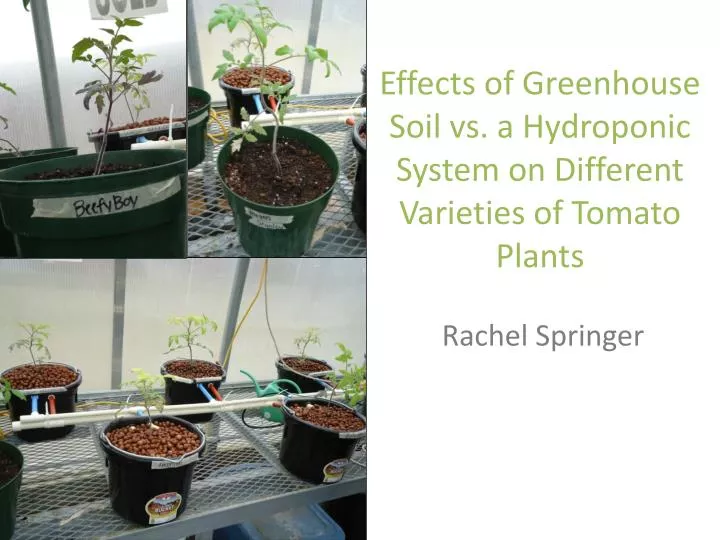 effects of greenhouse soil vs a hydroponic system on different varieties of tomato plants