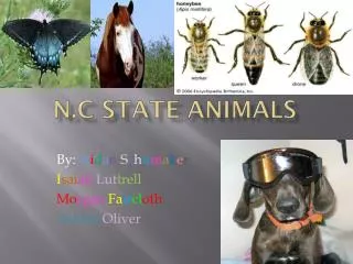 N.C State Animals