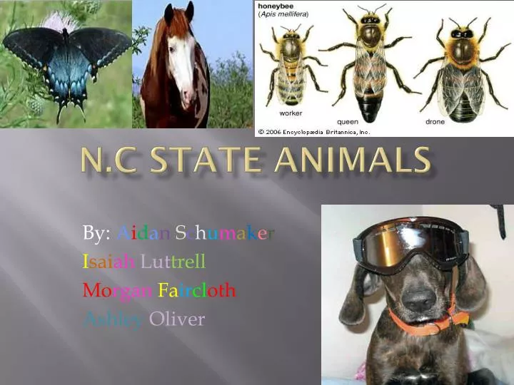n c state animals