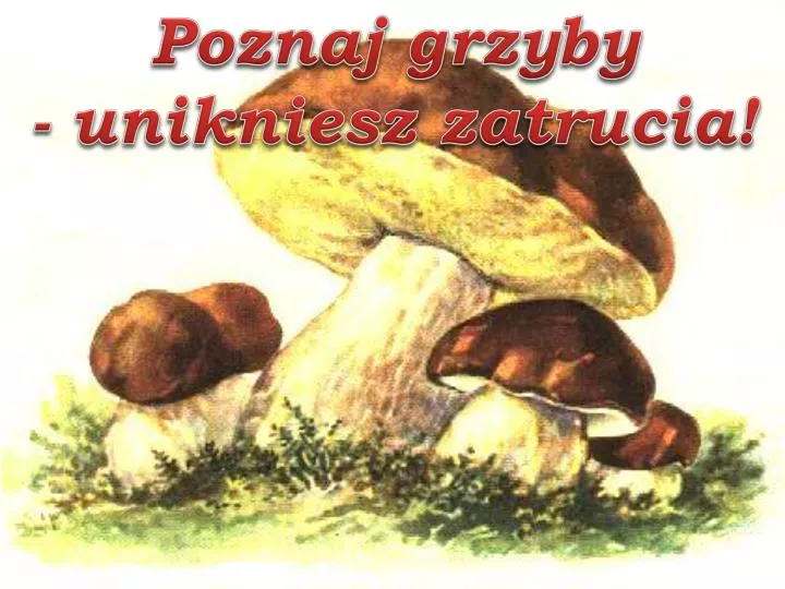 poznaj grzyby unikniesz zatrucia