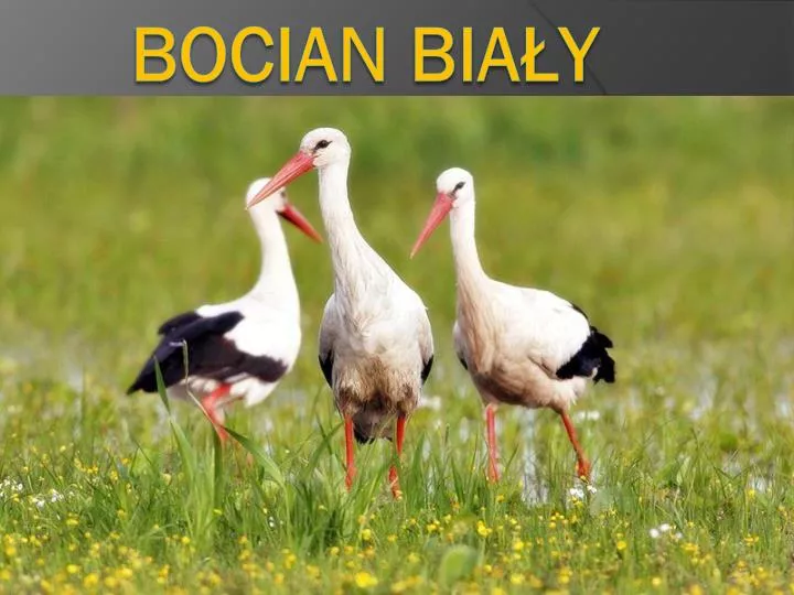 bocian bia y