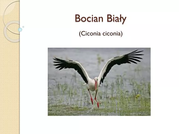 bocian bia y