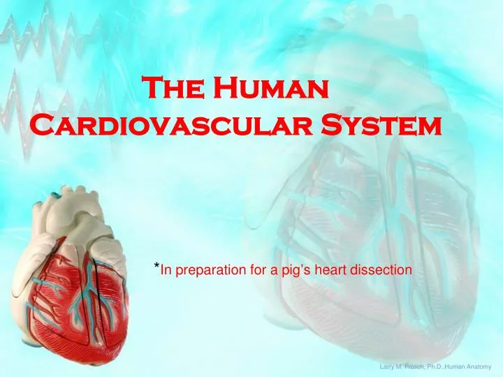 the human cardiovascular system