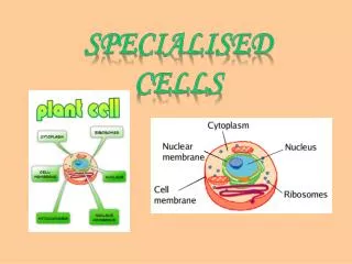 specialised Cells
