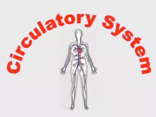 Circulatory System