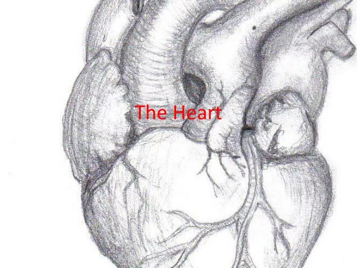 the heart