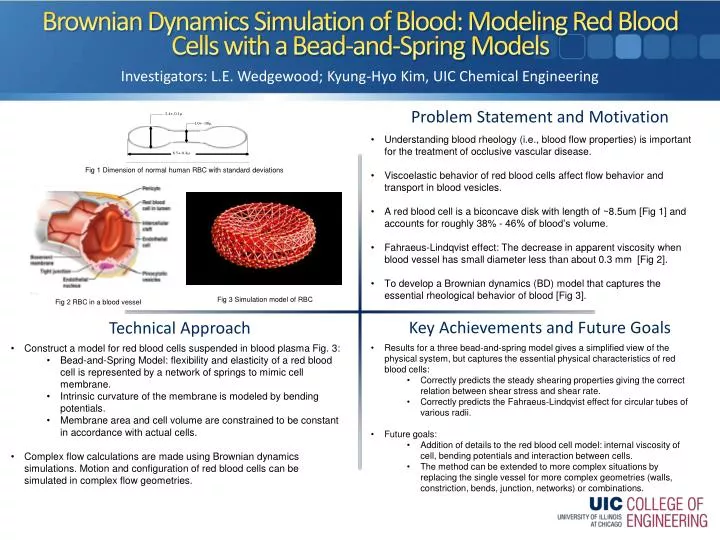 brownian dynamics simulation of blood modeling red blood cells with a bead and spring models