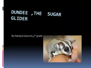 Dundee ,the Sugar glider