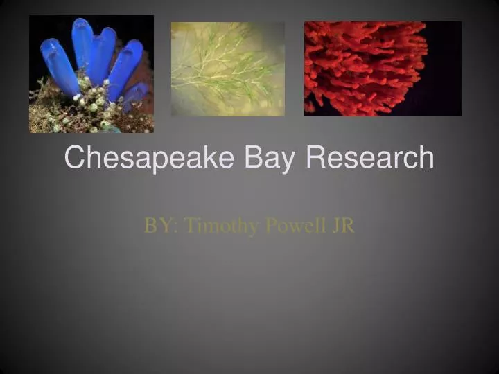 chesapeake bay research