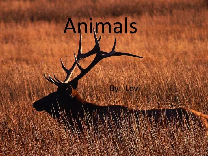 animals