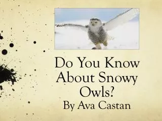 Do You Know About Snowy Owls? By Ava Castan