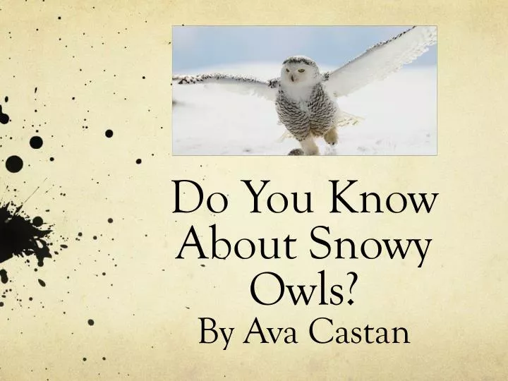 do you know about snowy owls by ava castan