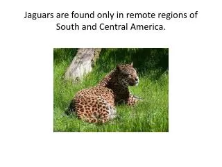 Jaguars are found only in remote regions of South and Central America.
