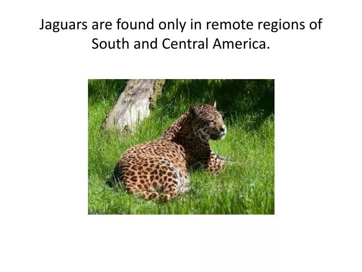 jaguars are found only in remote regions of south and central america