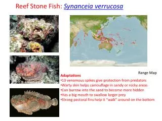 Reef Stone Fish: Synanceia verrucosa
