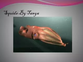 Squids By Tanya