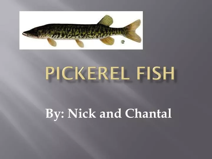 pickerel fish