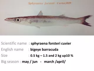 Scientific name : sphyraena forsteri cuvier English name : bigeye barracuda
