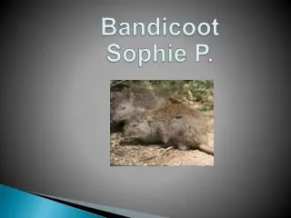 Bandicoot Sophie P.