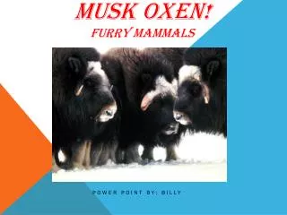 M usk oxen! Furry Mammals